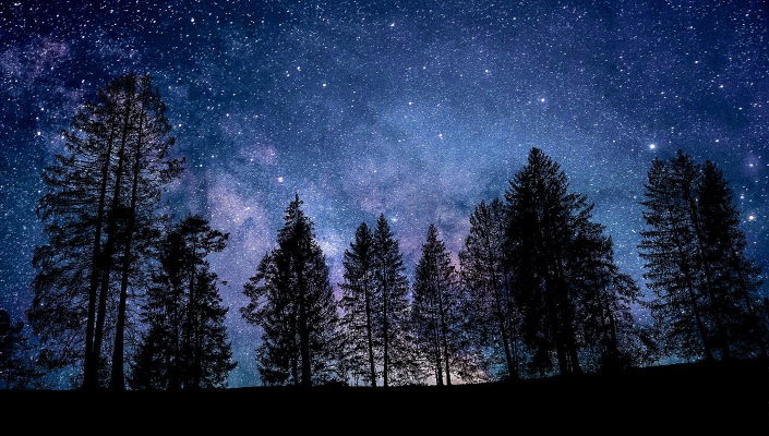 Nachts im Wald mit dunklen Bäumen vor Sternenhimmel
