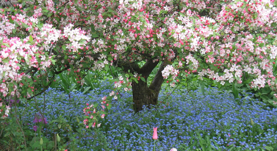 Blüte Hermannshof