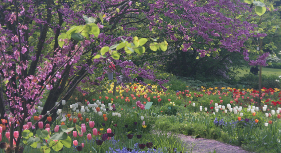 Tulpenblüte im Hermannshof