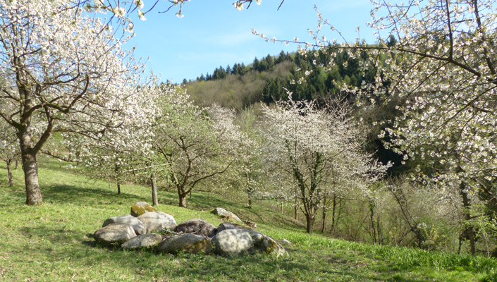 Streuobstwiese auf der Eichbachhöhe