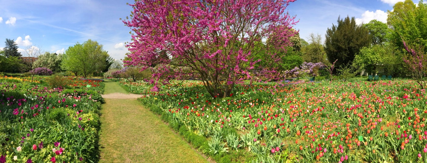 Hermannshof - zahlreiche Tulpen in verschiedenen Farben; Bildmitte ein dunkelrosa blühendes Gehölz