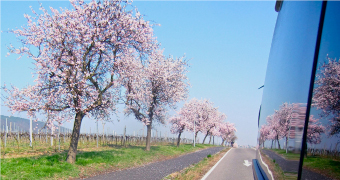 Busfenster mit Bäumen am Straßenrand