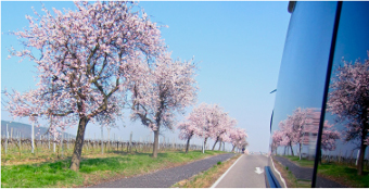 Mandelblüte an der Bergstraße