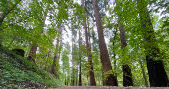 Bäume im Exotenwald