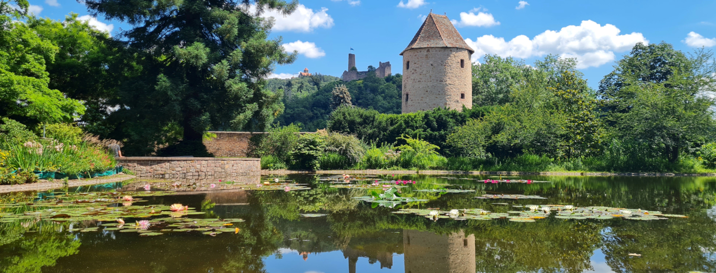 Schlosspark - im Vordergrund die Teichanlage mit Seerosen; im Hintergrund der "blaue Hut" (einstiger Gefängnisturm) sowie am Horziont die beiden Burgen der Stadt (Burgruine Windeck und Wachenburg)