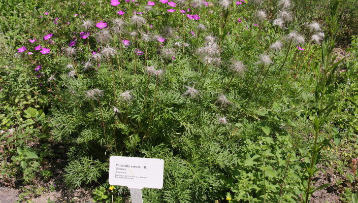 Heilkräuter im Schlosspark